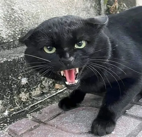 Чёрный кот яростно шипит
