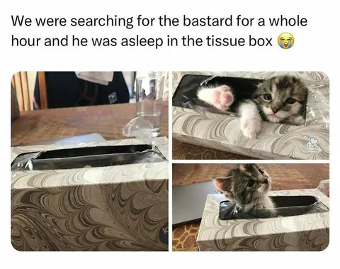 Kitten Sleeping in Tissue Box