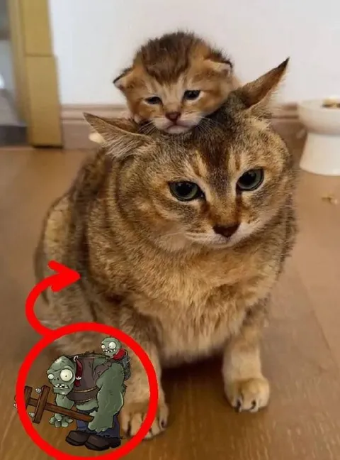 Кот-зомби защищает котёнка