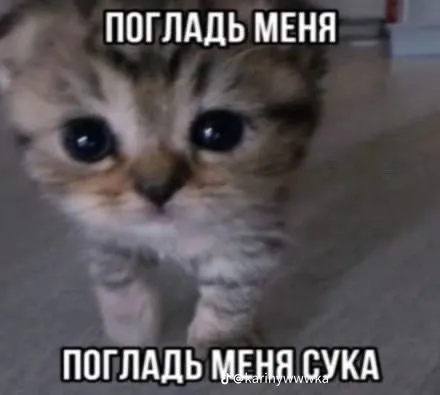 Погладь меня, сука