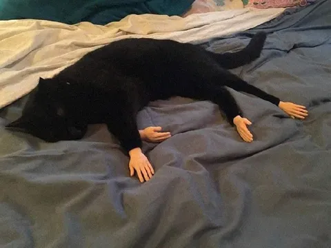 Кот полностью вымотался