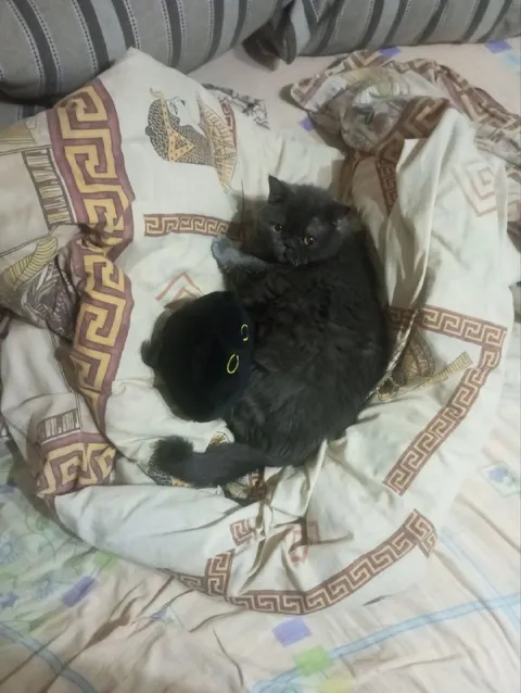 Кот обнимает игрушку