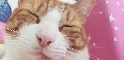 Счастливый рыжий кот