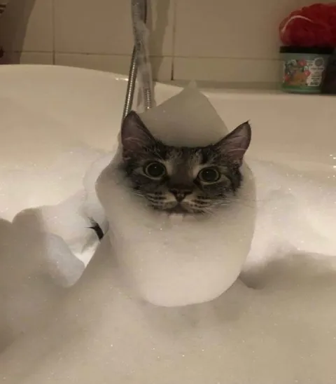 Кот в снежной ванне