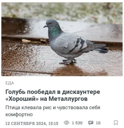Голубь пообедал в дискаунтере