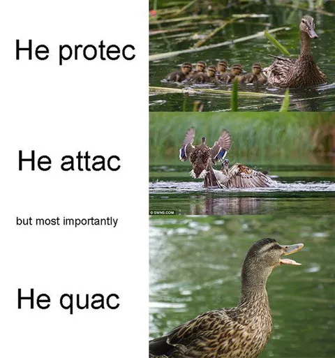 He protec he attac he quac