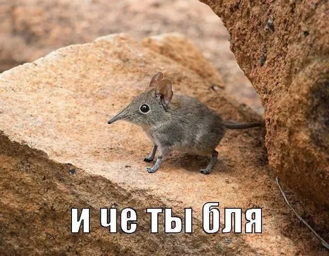 И че ты бля