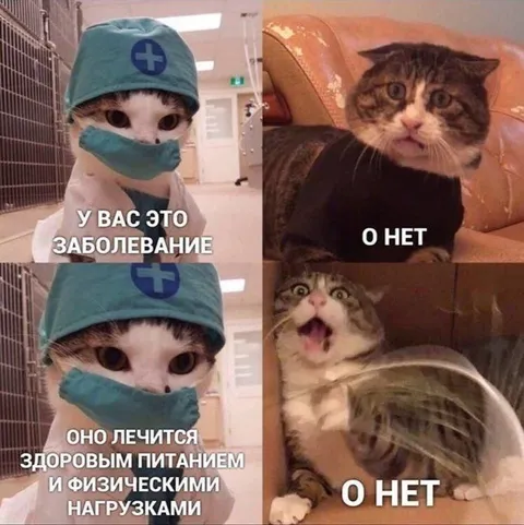 Кот-врач ставит диагноз