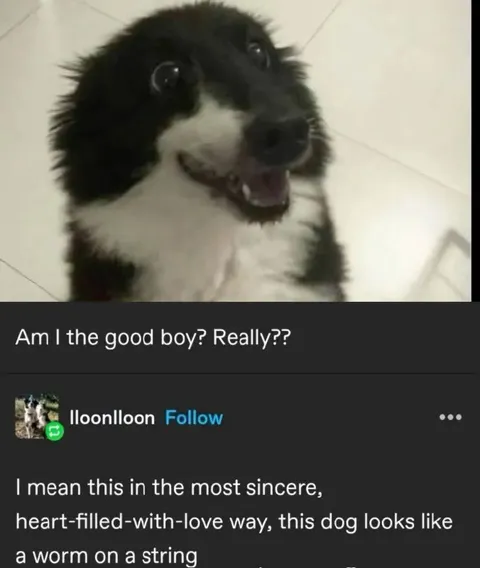 Worm on a String Dog