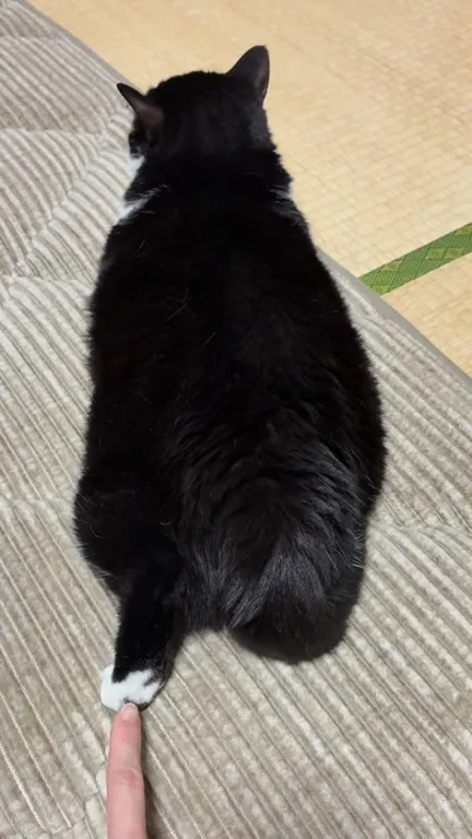 触られた足を引っ込める猫