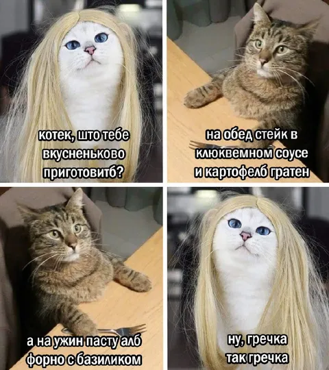 Котек выбирает изысканный обед