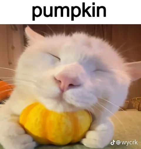 White Cat With Pumpkin