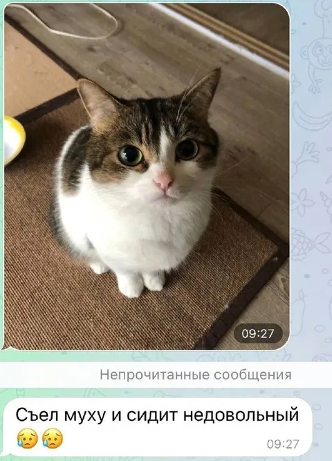 Кот съел муху и недоволен