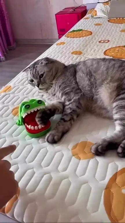 Кот превращается в Наруто