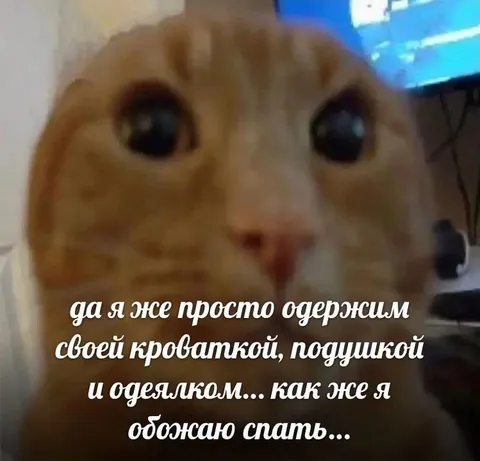 Кот обожает спать