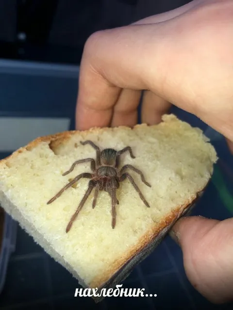 Паук на хлебе нахлебник