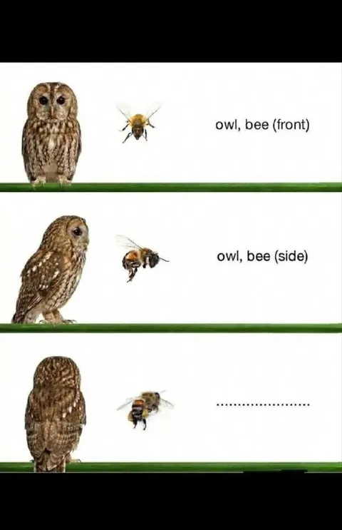 Owl and Bee Comparison