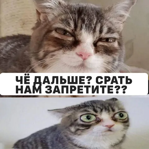 Коты против запретов