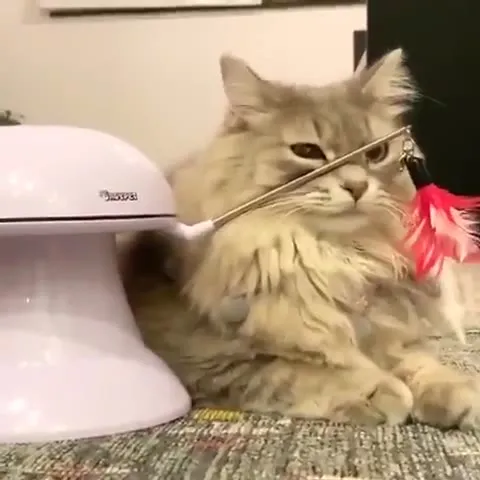 Кот на маникюре