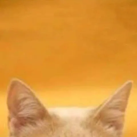 Кот выглядывает снизу
