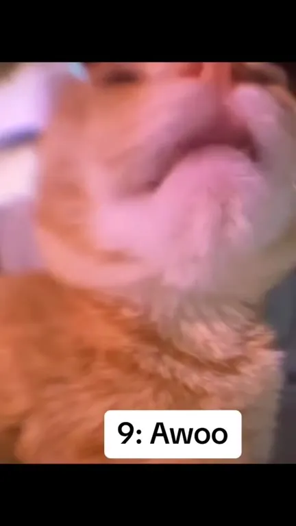 Top 10 Cat Sounds Countdown