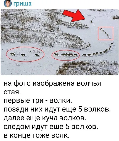 Волчья стая без конца