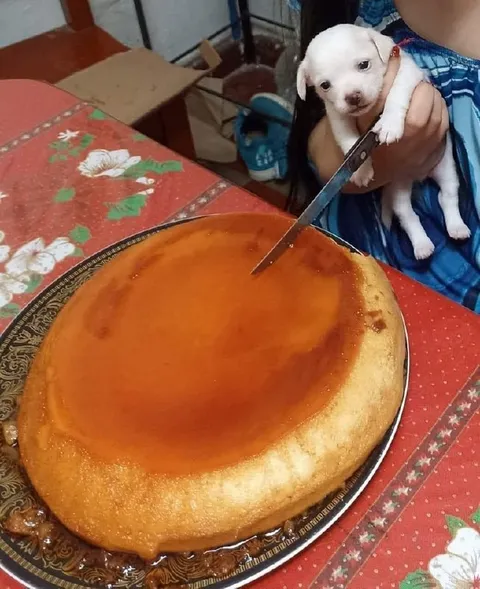 Щенок держит нож рядом с пирогом