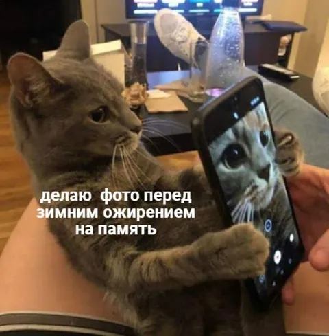 Кот перед зимним ожирением