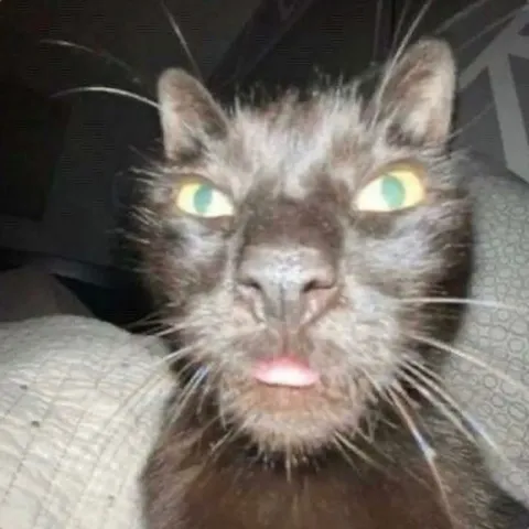 Кот с высунутым языком
