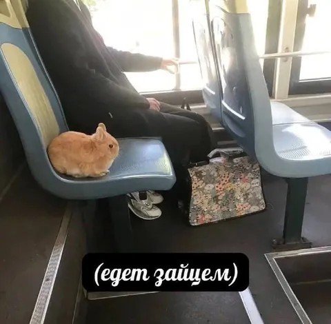 Кролик едет зайцем