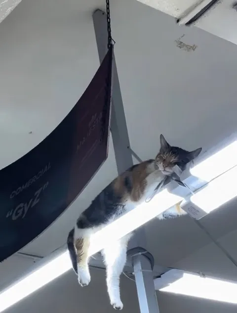 Кот на потолочной лампе