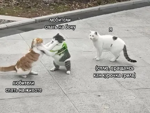 Кошки спят по-разному