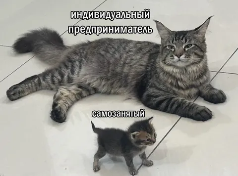 Индивидуальный предприниматель и самозанятый