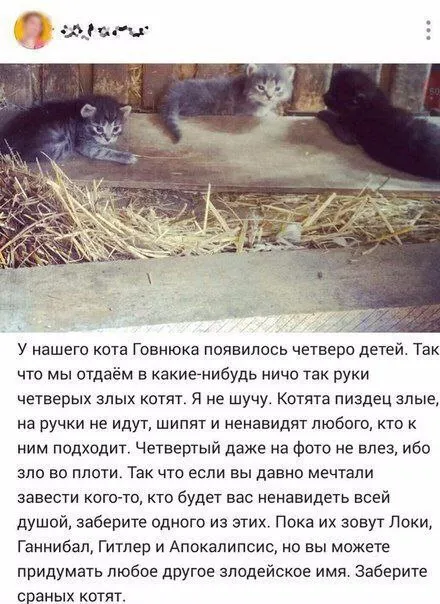 Четверо злых котят