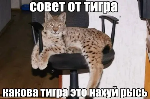 Совет от тигра-рыси