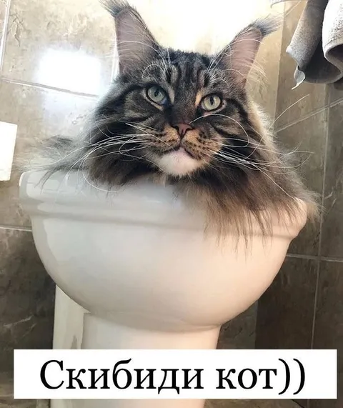 Скибиди кот в туалете