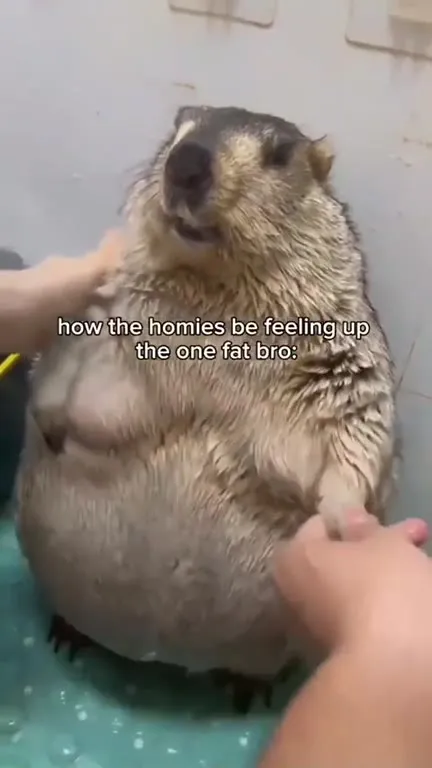 The One Fat Bro Gets Loved