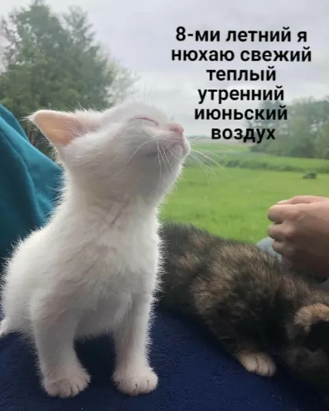 Кот нюхает июньский воздух