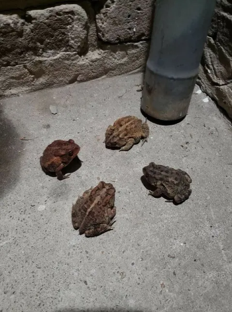 Совещание жаб у трубы