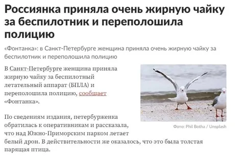 Жирная чайка за беспилотник