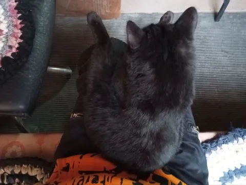 Кот занял весь диван