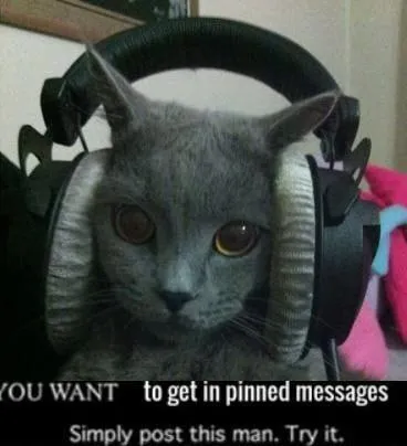 Cat in Pinned Messages