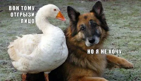 Гусь предлагает отгрызть лицо