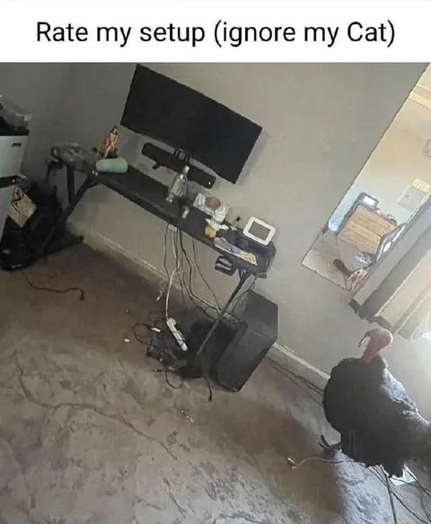 Rate My Setup Ignore Cat
