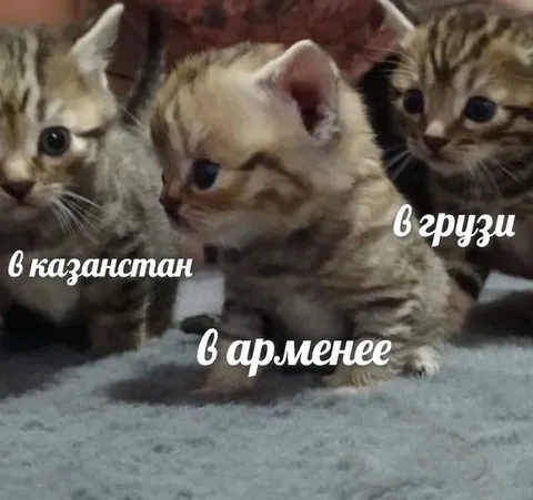 Котята в разных странах