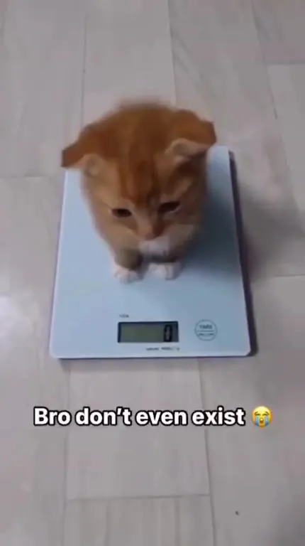 Kitten Weighs Absolutely Nothing