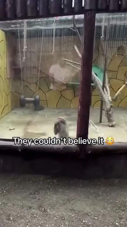 Monkeys Couldn’t Believe It