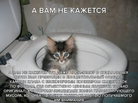 Котёнок о мыслях дыни