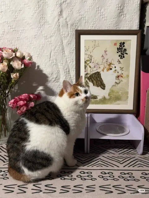 猫咪与画中猫对视
