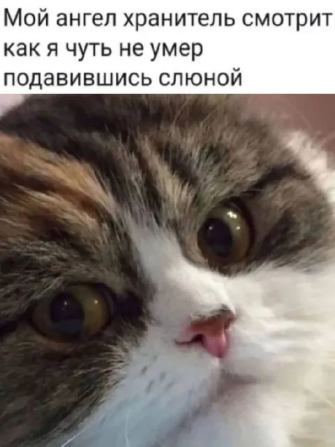 Ангел-хранитель и кот